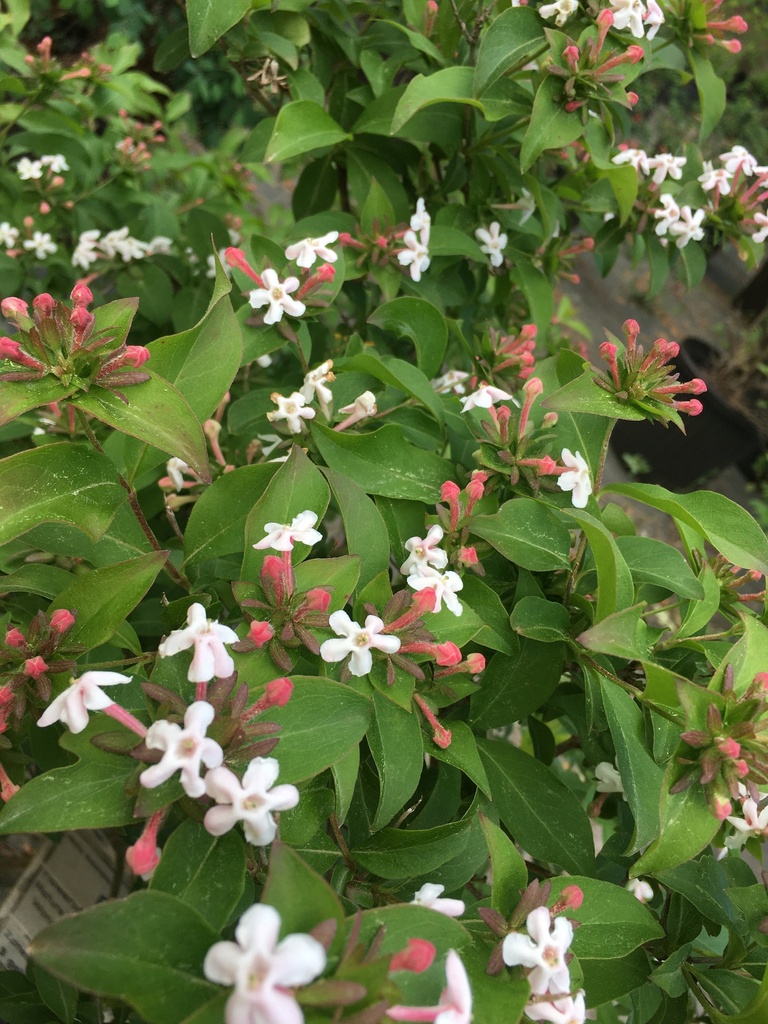 Fragrant Abelia (Abelia mosanensis) – Lilac-Scented Shrub