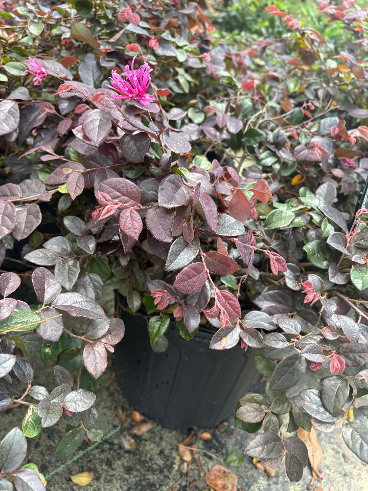 [123588950-3g-container] Ruby Loropetalum - Compact Dwarf Evergreen Shrub (3 gallon container)