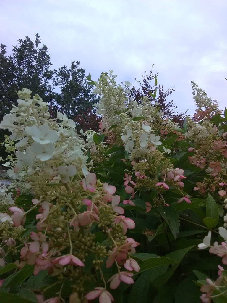 [123588939-3g-container] Pinky Winky Hydrangea - Hydrangea paniculata 'DVP Pinky' (3 gallon container)