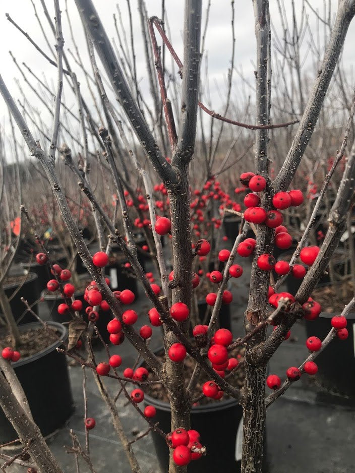 Winter Red Deciduous Holly (Winterberry)