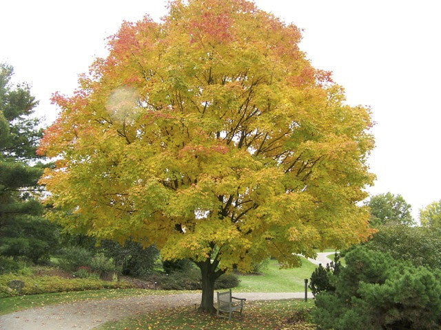 [123588911-4-caliper] Green Mountain Sugar Maple - B&B