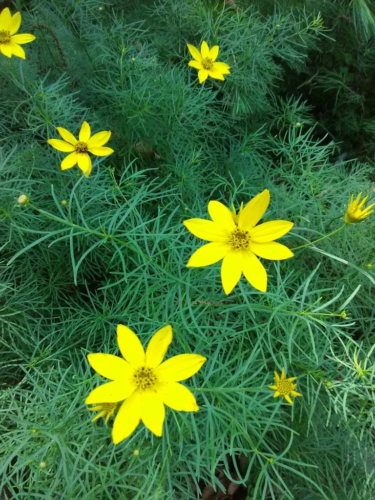 [123588905-1g-container-sold-out] Zagreb Threadleaf Coreopsis | Coreopsis verticillata 'Zagreb' (1 gallon container)