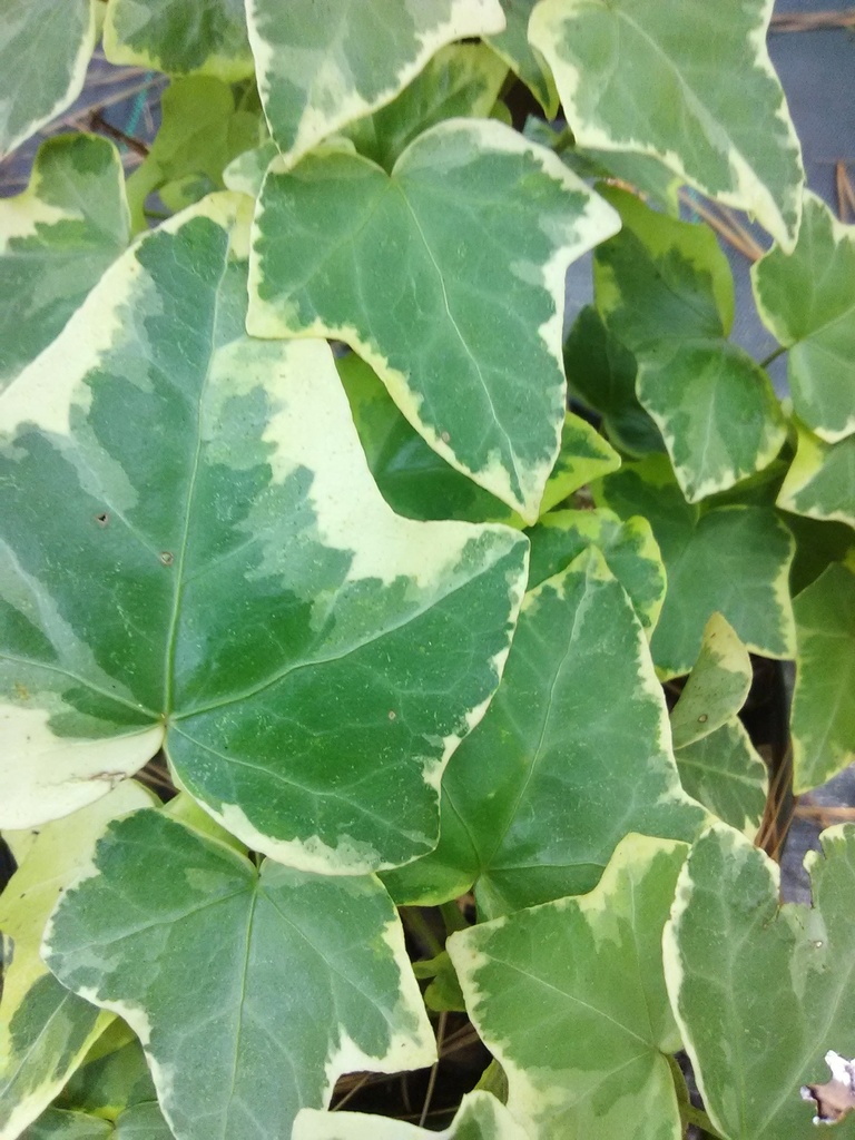 [123588892-1g-container-sold-out] Gold Child English Ivy - Variegated Evergreen Ground Cover (1 gallon container)