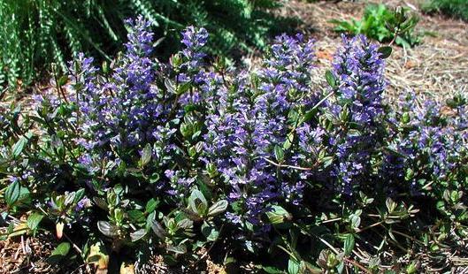Ajuga replans 'Chocolate Chip'- Chocolate Chip Ajuga
