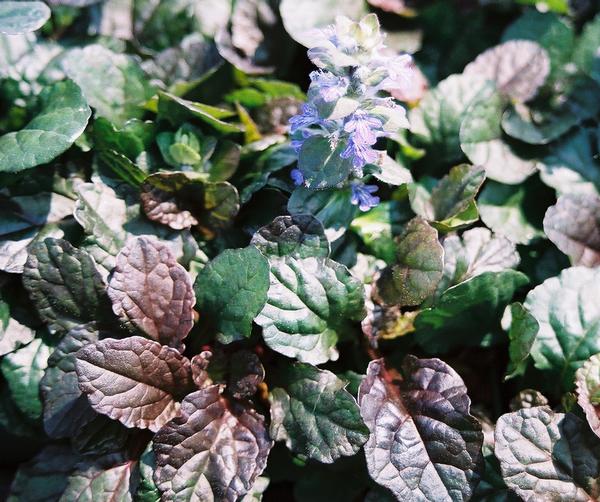 [123588880-1g-container] Bronze Beauty Ajuga – Evergreen Perennial Groundcover (1 gallon container)