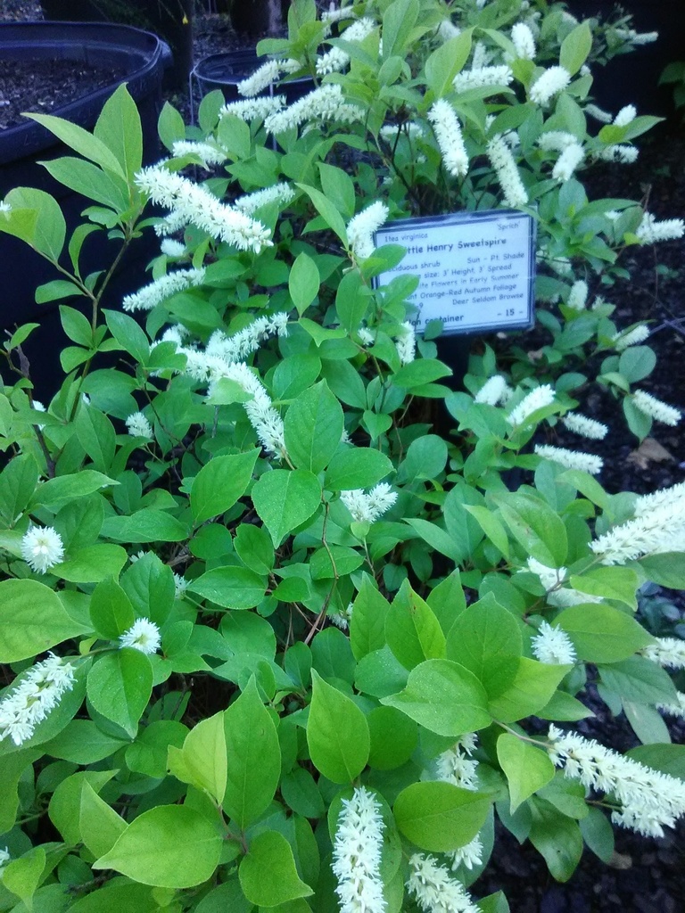 [123588874-2g-container] Little Henry Dwarf Sweetspire (Itea virginica 'Sprich') (2 gallon container)