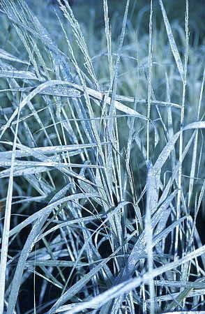 [123588871-2g-container] Dewey Blue Bitter Switchgrass - Panicum amarum 'Dewey Blue' (2 gallon container)