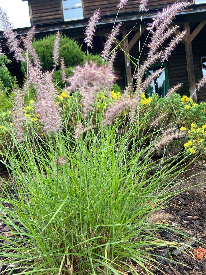 Karley Rose Fountain Grass - Pennisetum orientale 'Karley Rose'