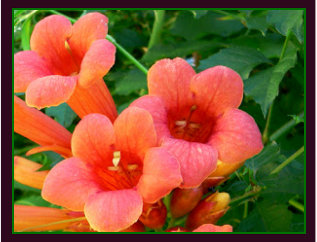 [123588848-3g-container] Trumpet Vine (Campsis radicans) - Cow-Itch Vine