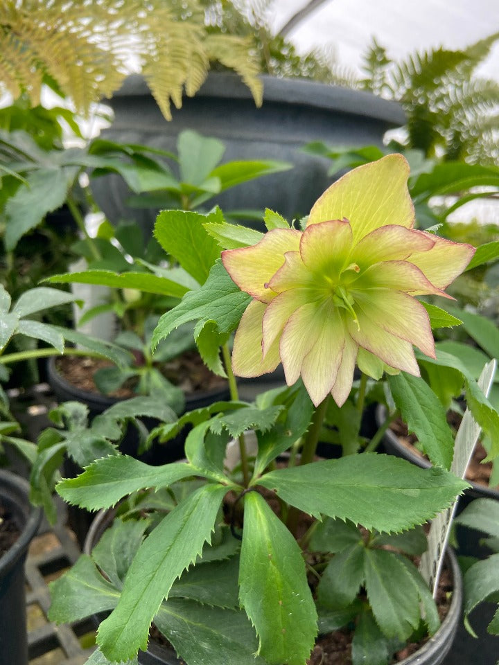 First Dance Lenten Rose - Double Yellow & Maroon Helleborus
