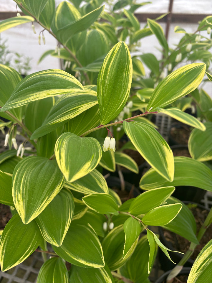 Variegated Solomon's Seal | Polygonatum odoratum 'Variegatum'