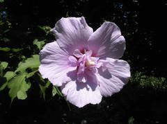 [123588807-3g-container-sold-out] Lavender Chiffon Rose of Sharon | Hibiscus syriacus (3 gallon container)