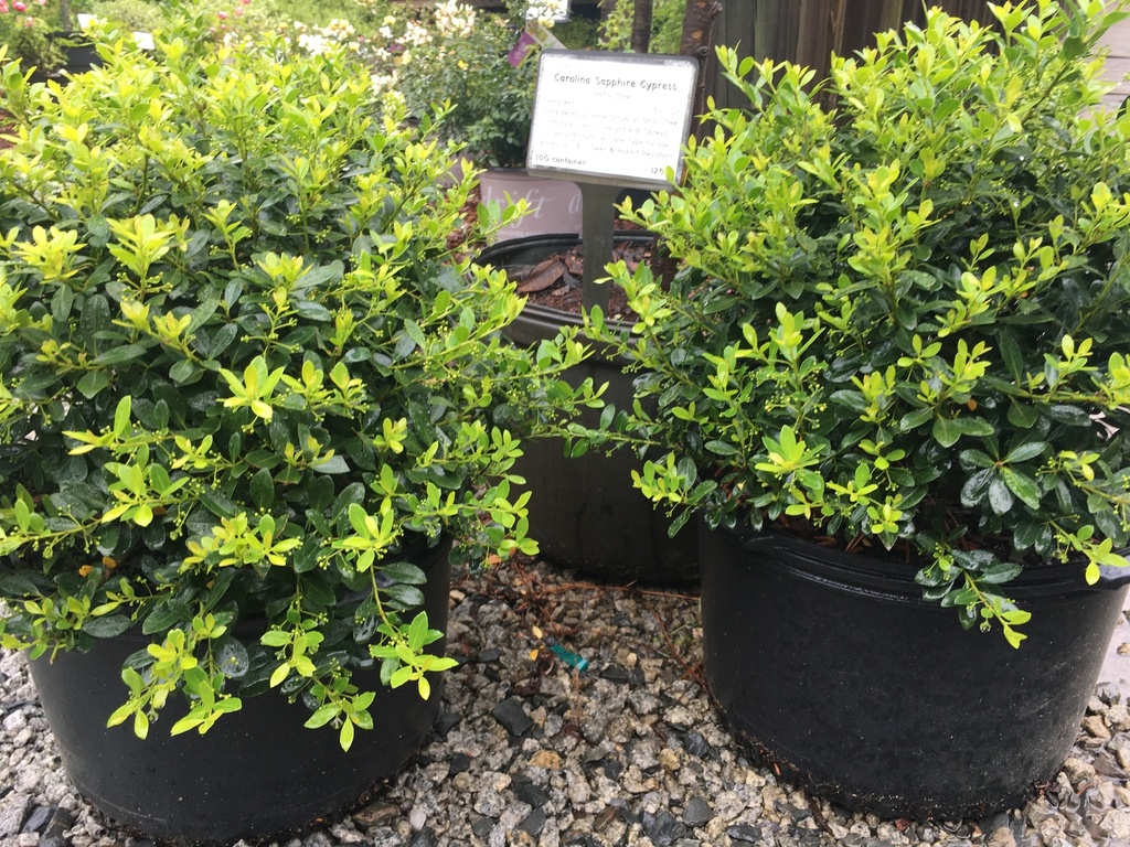 [123588800-2g-container-sold-out] Hoogendorn Japanese Holly - Ilex crenata 'Hoogendorn' (2 gallon container)