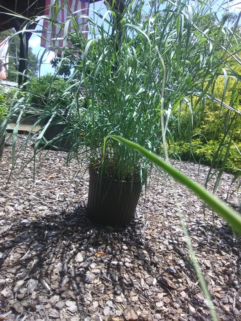 Heavy Metal Switch Grass - Panicum virgatum 'Heavy Metal'