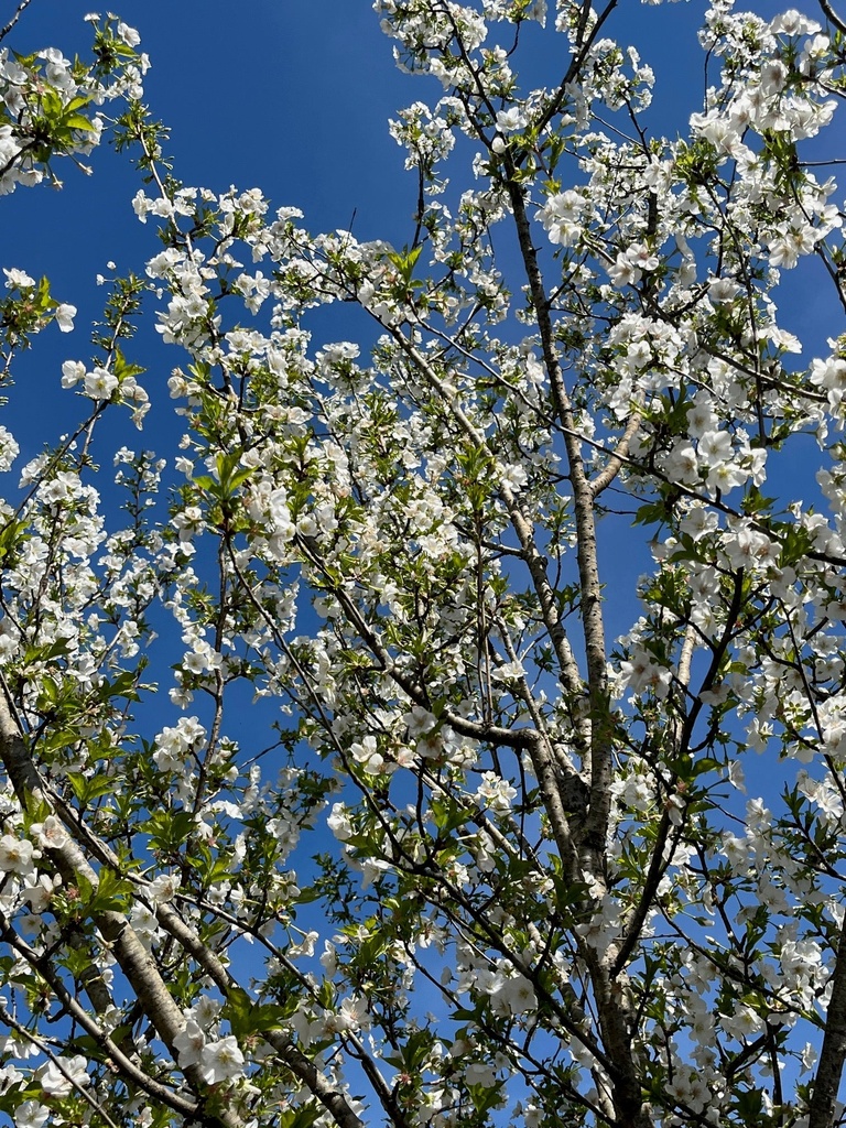 [123588776-3g-container-sold-out] Snow Goose Cherry - Prunus serrulata 'Snow Goose' (3 gallon container)