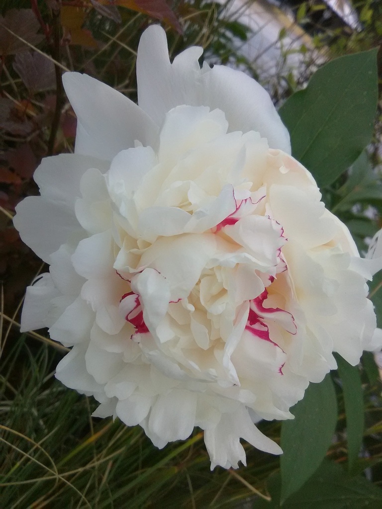 [123588770-2g-container] Festiva Maxima Peony – Fragrant White Double Blooms
