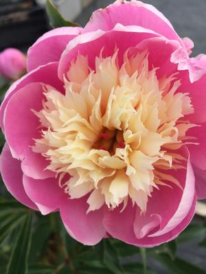 [123588769-2g-container] Bowl of Beauty Peony | Paeonia 'Bowl of Beauty'