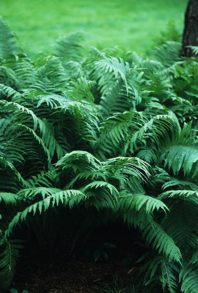 [123588767-1g-container-sold-out] Cinnamon Fern (Osmunda cinnamomea) - Deer Resistant Native