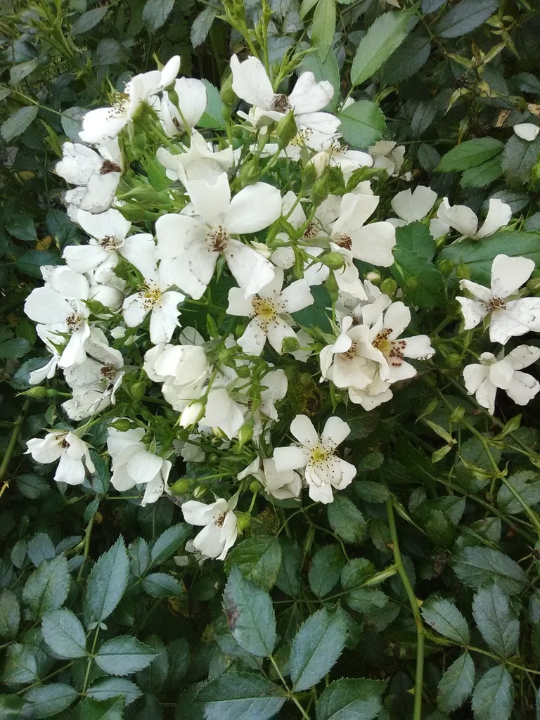 [123588750-2g-container-sold-out] Snow Cone Shrub Rose - White Reblooming Landscape Rose (2 gallon container)