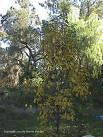 [123588725-5g-container] Twentieth Century Asian Pear Tree