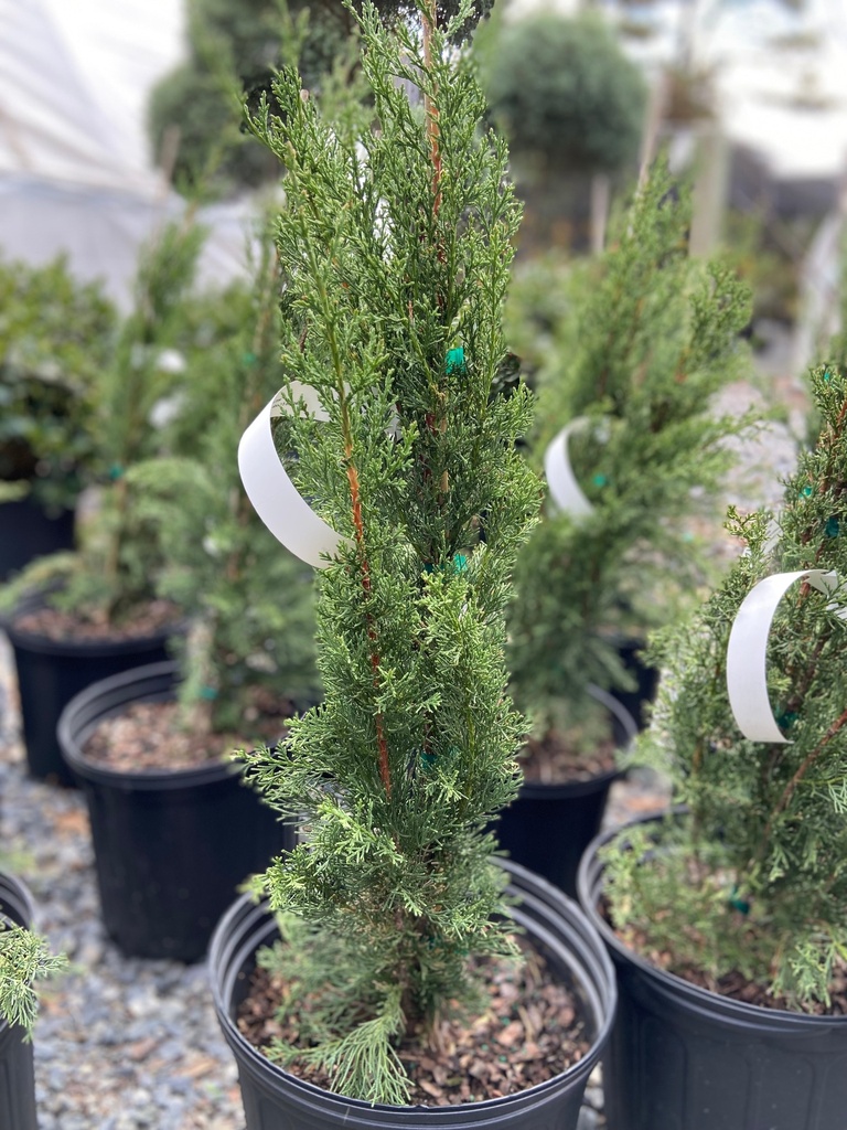 Italian Cypress (Cupressus sempervirens)