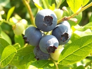 [123588712-3g-container] Star Blueberry - Southern Highbush (Vaccinium 'Star')