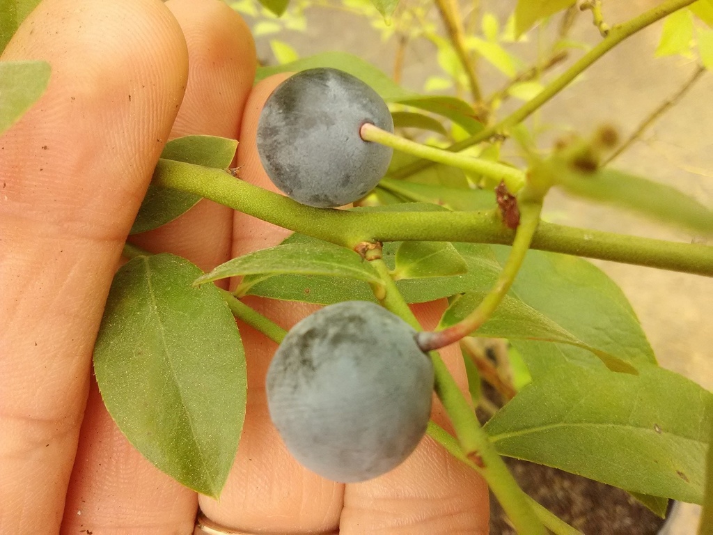 [123588711-3g-container] Brightwell Rabbiteye Blueberry - Vaccinium ashei 'Brightwell'