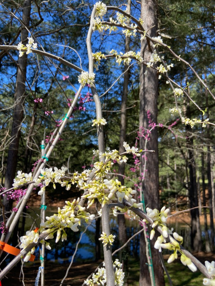 [vanilla-redbud-7g-container] Vanilla Twist Weeping Redbud (7 gallon container)