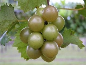Triumph Muscadine Grape Vine - Self-Fertile Bronze