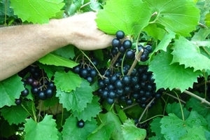 [123588661-3g-container] Noble Muscadine Grape - Self-Fertile Black Muscadine Vine