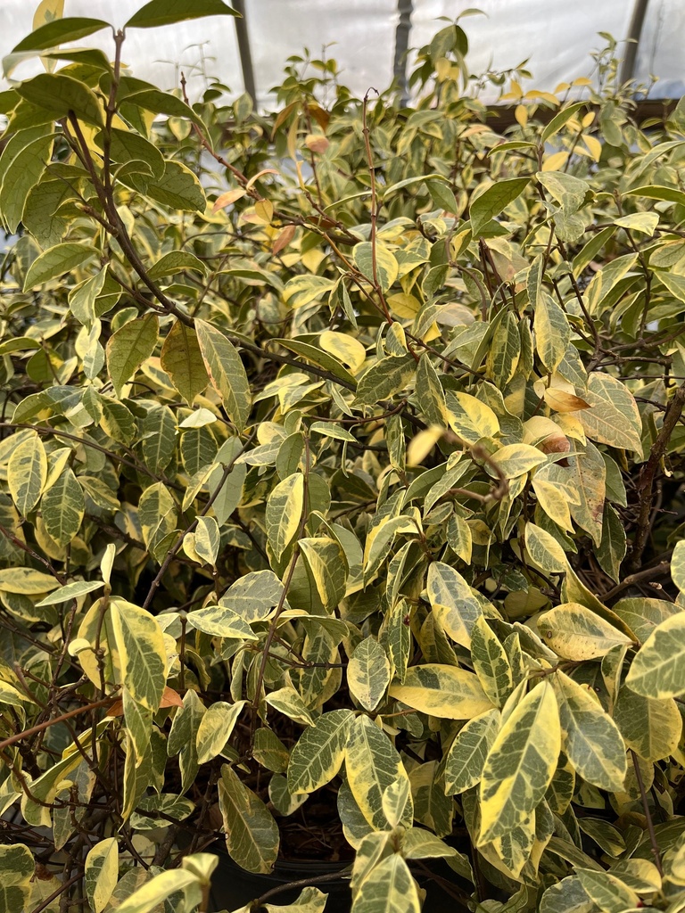 [123588659-2g-staked-container-sold-out] Variegated Confederate Star Jasmine (2 gallon container (Staked))