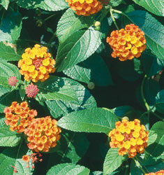 Lantana 'Miss Huff' – Cold Hardy Perennial Lantana
