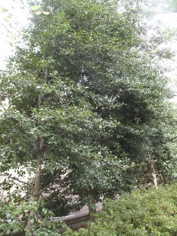 Greenleaf American Holly - B&B