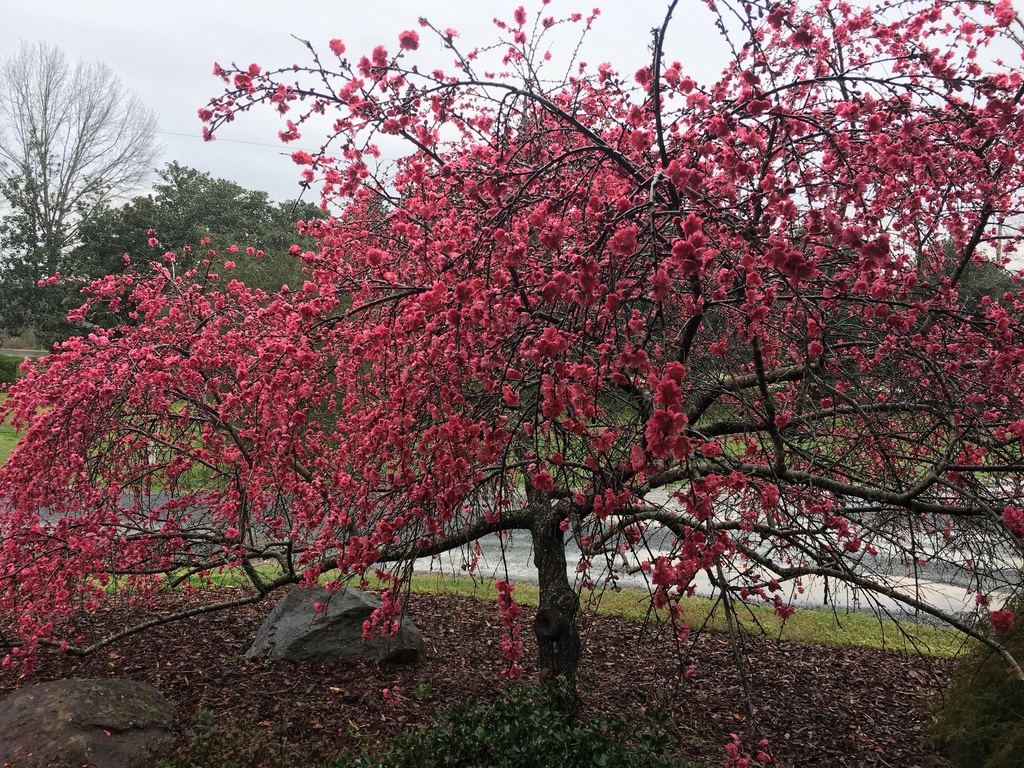 [123588576-3-gallon-container] Weeping Double Red Peach Tree | Prunus persica (3 gallon container)