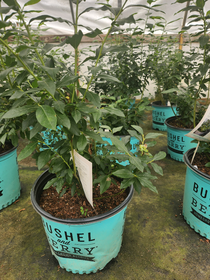[perpetua-blueberry-2g-container-sold-out] Perpetua Blueberry - Double-Fruiting Self-Pollinating Shrub (2 gallon container)
