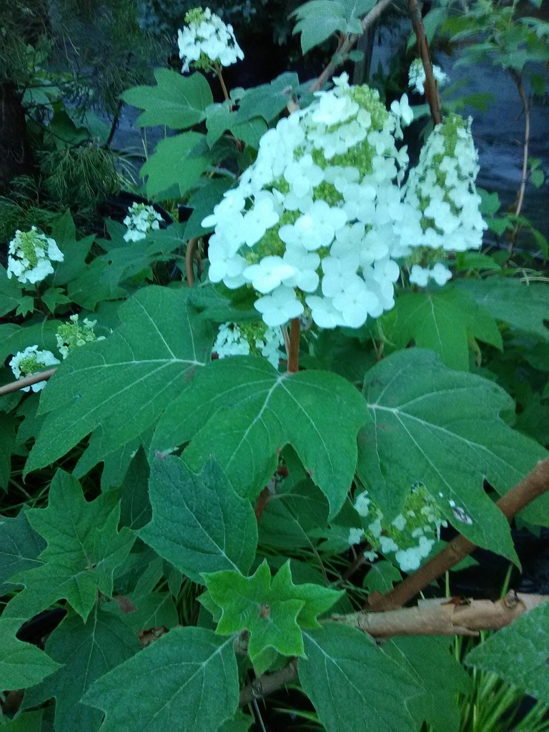 Hydrangea quercifolia 'Alice' - Alice Oakleaf Hydrangea