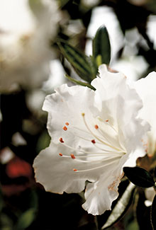 Autumn Angel Encore Azalea – White Reblooming Evergreen Shrub