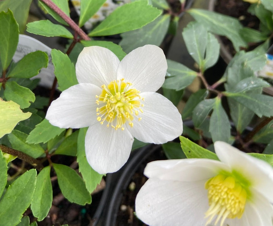 Jacob Lenten Rose (Helleborus niger 'Jacob')