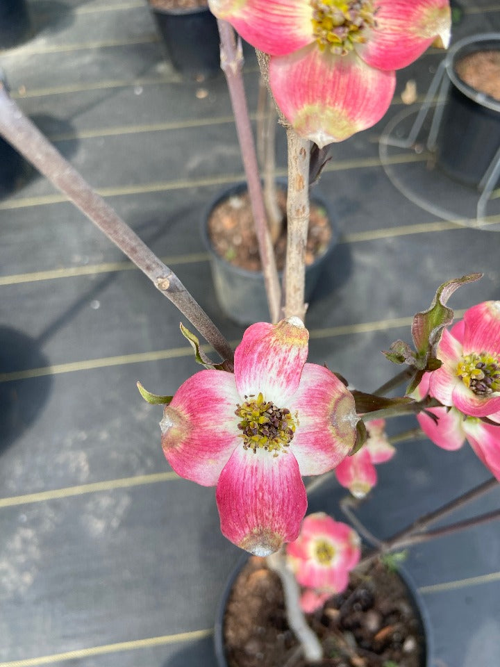 [123588485-5g-container-sold-out] Cherokee Brave Flowering Dogwood (5 gallon container)