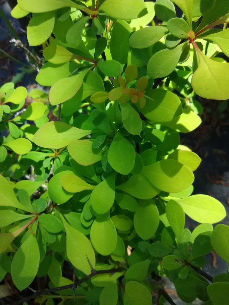 [123588427-5g-container-sold-out] Lime Glow Barberry | Berberis thunbergii 'Lime Glow' (5 gallon container)
