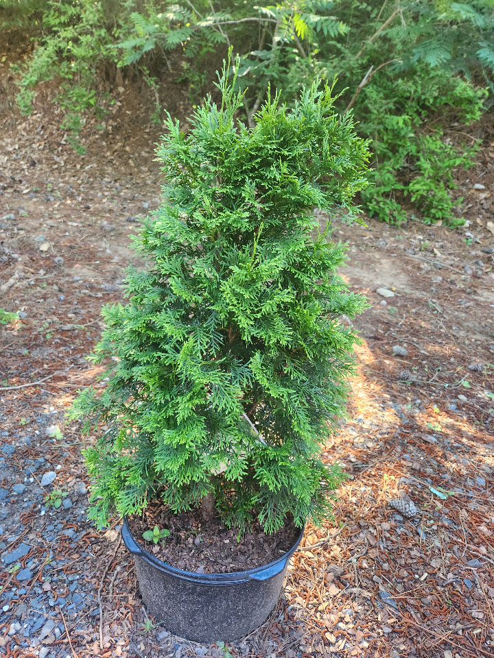 Thuja occidentalis 'North Pole' - North Pole Arborvitae