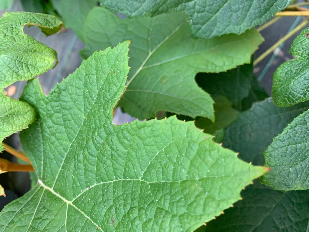 [123588300-3g-container] Snow Queen Oakleaf Hydrangea