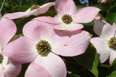 [123588276-7g-container-sold-out] Cornus x 'Rutgan' - Stellar Pink Dogwood (7 gallon container)