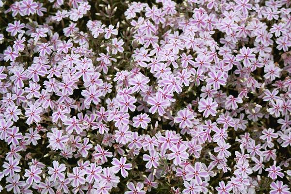 [123588185-1g-container] Candy Stripes Creeping Phlox (Phlox subulata 'Candy Stripes') (1 gallon container)