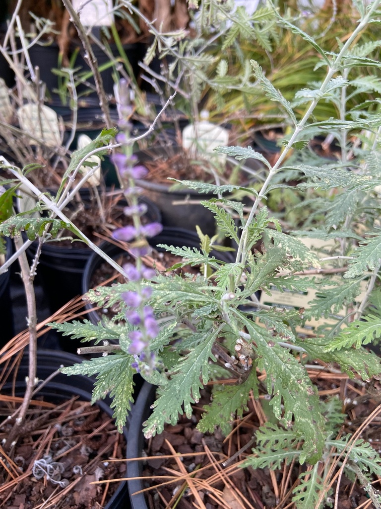 Prime Time Russian Sage (Perovskia atriplicifolia 'Prime Time')