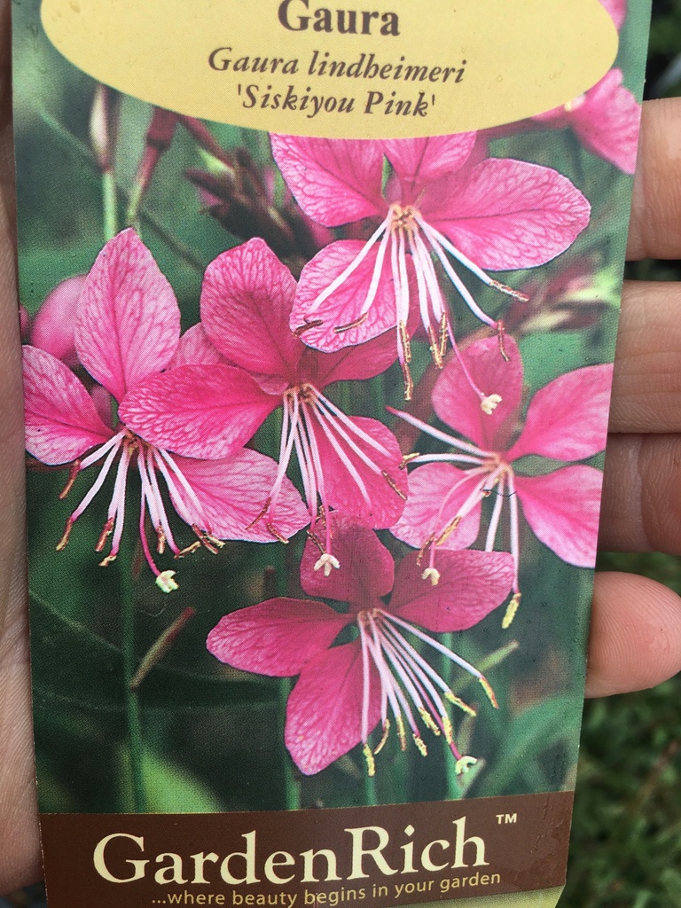 [123588183-1g-container] Gaura 'Siskiyou Pink' - Whirling Butterflies Indian Feather (1 gallon container)