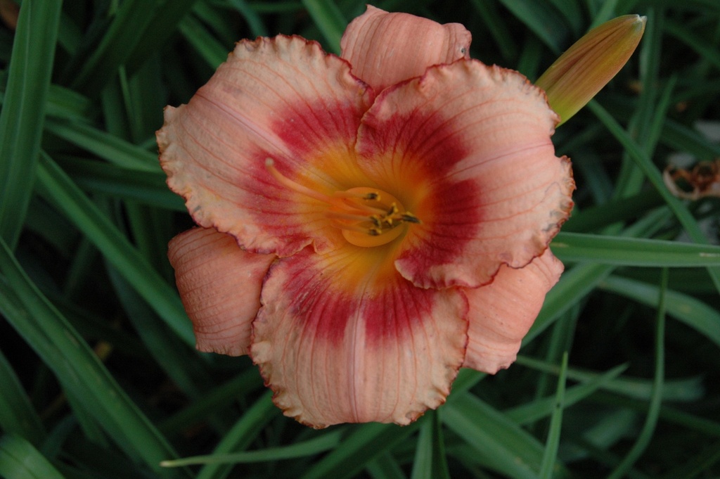[123588176-1-5g-container] Strawberry Candy Daylily - Hemerocallis 'Strawberry Candy'