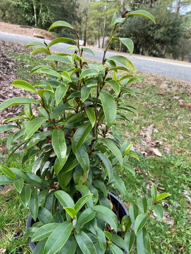 Stellar Ruby Banana Shrub (Magnolia figo 'Stellar Ruby')