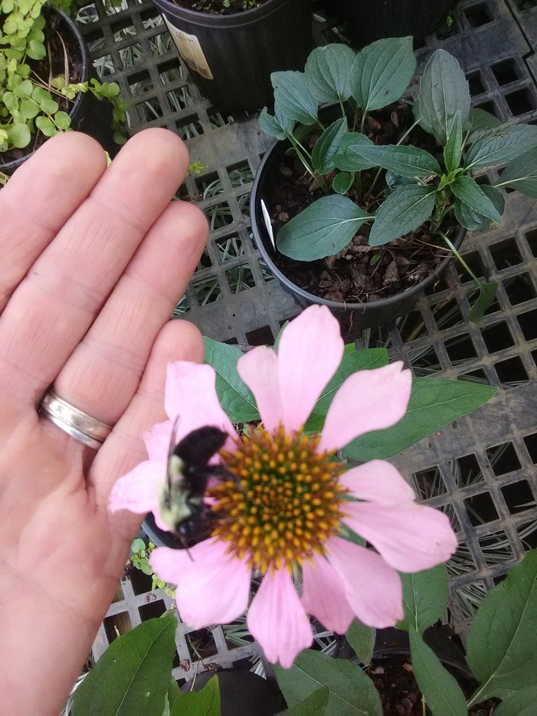 [123588174-1g-container] Kim's Knee High Dwarf Purple Coneflower (1 gallon container)