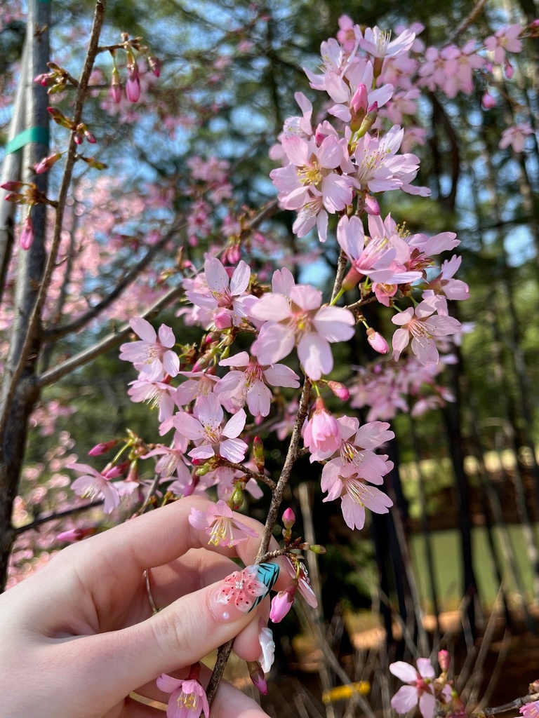 Okame Cherry Tree - Prunus 'Okame'